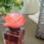 Flores del bosque